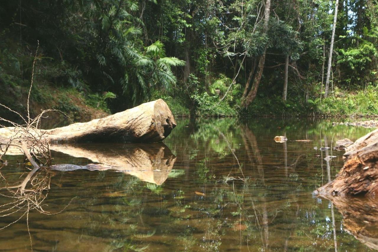 Daintree Rainforest Bungalows Villa Cow Bay Luaran gambar